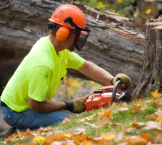 tree services Eckhart Mines